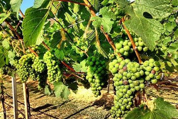 Khao Yai Winery - Vineyard Tours & Animal Lover with Horse Farm from Bangkok