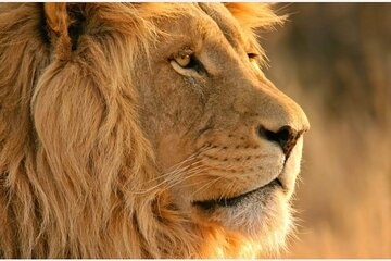 3-Day Masai Mara Private Safari from Nairobi