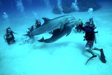 Dolphin House Sea Trip (Snorkeling & Diving & Water Sports) - Hurghada