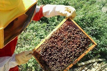 Private Business - Beekeeping in Piazza Armerina