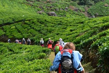 Darjeeling Tea Tour