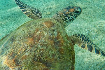 Snorkeling Turtles in Mirissa