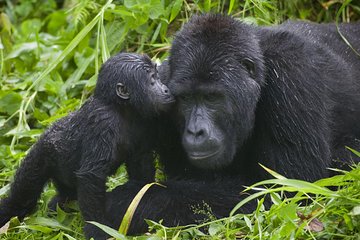 Gorilla Trek, Safari and Zanzibar Holiday