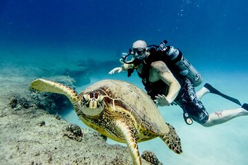 Tiran Island Full Day Snorkeling Sea Trip and intro dive 15 min -Sharm El Sheikh