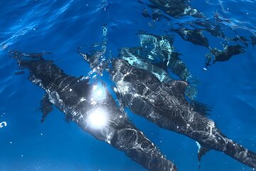 Kohala Coast Whale and Dolphin Tour Aboard Black Pearl