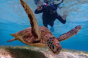 [Okinawa Miyako] [1 day] Pumpkin Limestone Caving & Sea Turtle Snorkeling