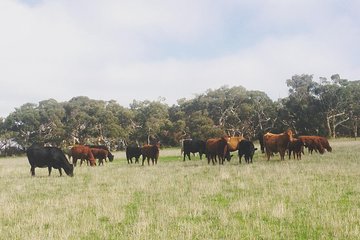 Waitpinga Farm Quad Bike Adventure Tour