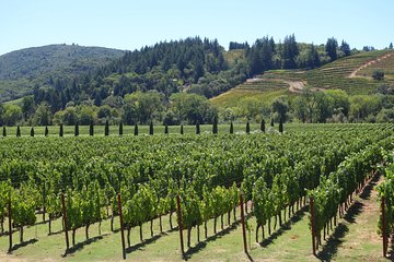 6 Hour Wine Tasting Tours Napa Valley Mercedes-Benz Sprinter Passengers Van