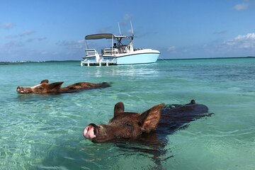 Swimming Pigs, Turtles, Pink Sand Beaches & Snorkeling to Spanish Wells