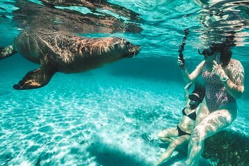 3 Island Snorkel, Wildlife & Seafood Lunch Cruise