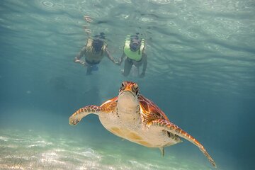 Half Day Snorkel Tour: Cenotes and Turtles at the Coral Reef