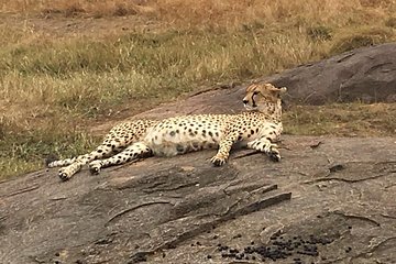 Kenya safari: Maasai Mara, Naivasha, Nakuru & Amboseli Safari