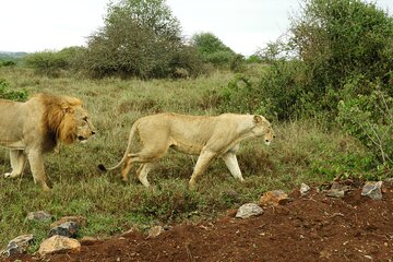 Nairobi National Park Drive 6.a.m to 11a.m & Giraffe Centre