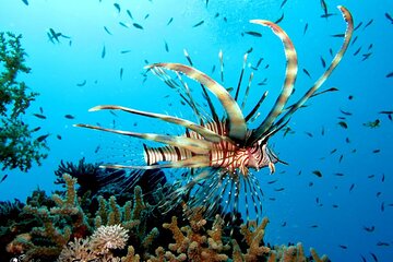 Private Snorkeling Trip to Giftun Island