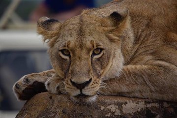 WHAT TO DO IN NAIROBI:Nairobi national park/Elephant & Giraffe Centres & Mamba