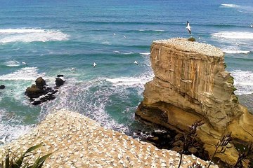 1 Great Day Auckland - Spectacular West Coast - Private Tour & Shore Excursion