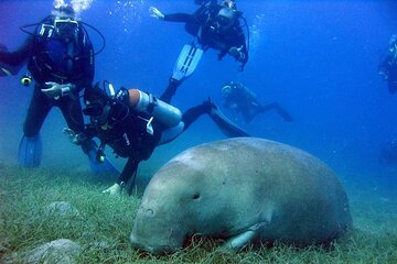 Marsa Mubarak Snorkeling and one intro Diving With Lunch, Transfer - Marsa Alam