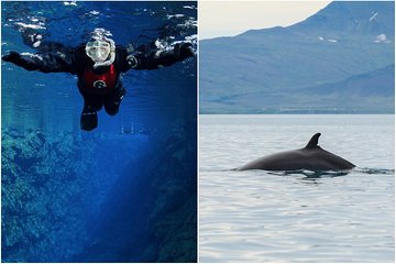 Top-Rated Snorkeling in Silfra and Whale Watching from Reykjavik