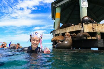 2 hour Snorkel with the Seals