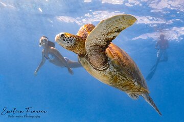Snorkeling Safari in Moorea (Half Day Tour)