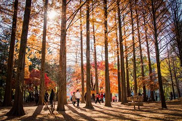 Nami Island,Petite France or Garden of Morning Calm 1 day Private Van Tour