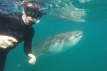 Reduced Group Whale Shark Snorkel