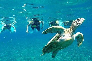 Snorkeling Tour In Gili Islands Pick Up From Lombok Or Gili