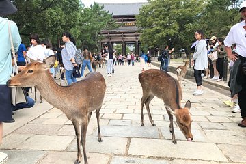 Half Day NARA Custom Tour by Private Car and Driver