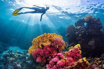 Excursions Giftun Island Royal VIP Snorkeling Sea - Hurghada