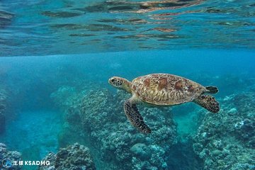 Turtles accompany you, Little Ryukyu canoe snorkeling