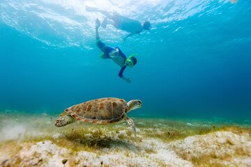Snorkel + Turtle Encounter, Private Tour!