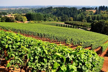 9-Hour Napa Valley Wine Tasting Tour in Mercedes-Benz Van