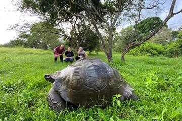 5-Day Galapagos Luxury: Santa Cruz, Isabela, with Local Flight and Snorkeling.