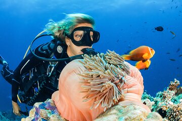 Snorkeling or Diving at Ras Muhammad & White Island with BBQ Lunch & Equipments