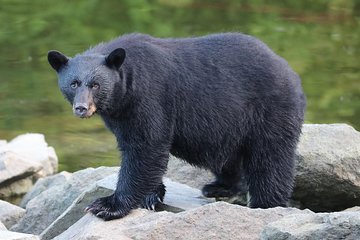 Private 2.5 hour Potlatch Park, City & Wildlife Tour
