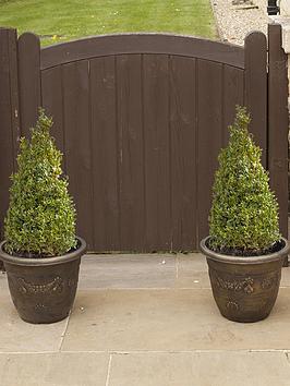 Pair Of Box Topiary Pyramids (Buxus Sempervirens) 45-50Cm Tall