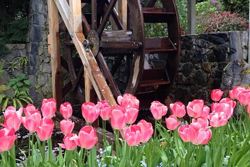 Private Small Group Tour of Victoria & to Butchart Gardens