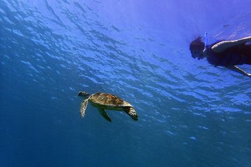 Guam's Top Rated Guided Snorkeling Tour! Kids Go Free!