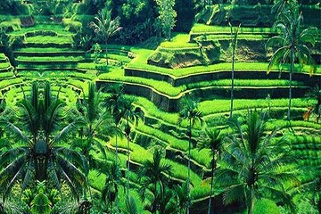 Bali Customizable 4 Days Private Tours, Visiting All Scenic Spots