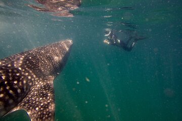 Whale Shark Snorkel Tour La Paz