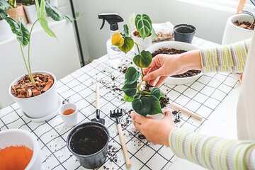 2-Hour Lesson in the Plant Laboratory in Genoa
