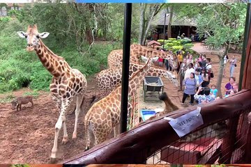 9.a.m Pick Up To Elephant Orphanage/giraffe Centre/karen Blixen/bomas Of Kenya