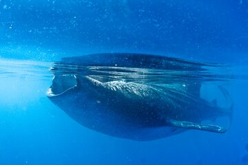 Isla Mujeres Whale Shark Adventure with Snorkel experience