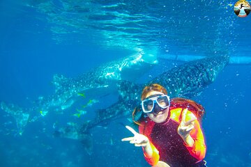 Oslob Whale Shark Snorkeling and Badian Canyoneering Adventure