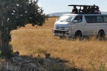 3 Days Budget Tour to Maasai Mara with Safari Van
