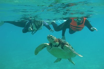 Sea turtle encounter rate 98%! Snorkeling and mangrove forest exploration canoeing in the reef sea! With pick-up