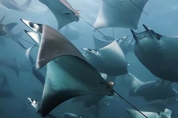 Snorkel with mobula rays-Included:Breakfast, snacks, equipment & videos.