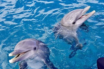 Royal Dolphin House & Water Sports - VIP Snorkeling Sea Trip - Hurghada