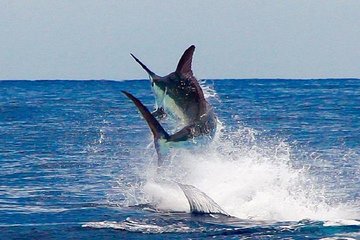 4 Hours Private Snorkeling With Dolphins Trip By A Speed Boat