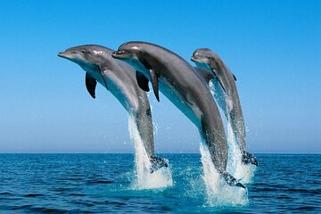 ROYAL Dolphin House With Water Sports - VIP Snorkeling Sea Trip - Hurghada